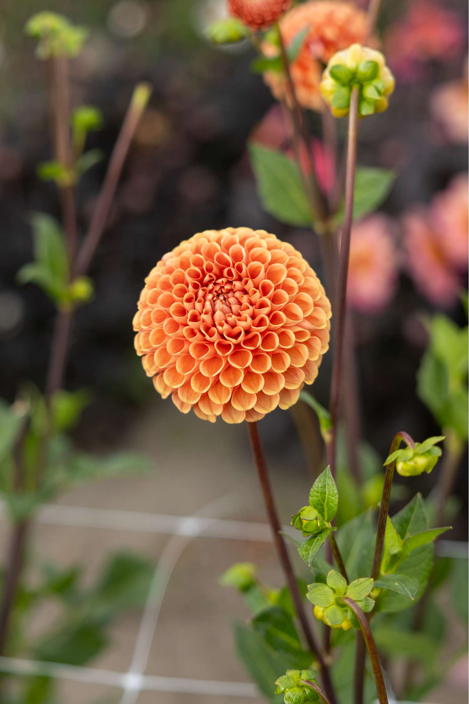 Daalia 'Cornel Brons'